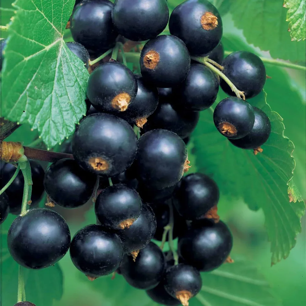 Collection de 4 cassissiers et groseilliers Ribes rubrum rovada, ribes nigrum neva chereshneva