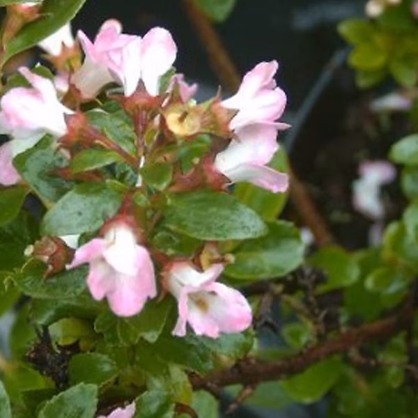 2 x Escallonia 'Apple Blossom' – 40-50 cm pot