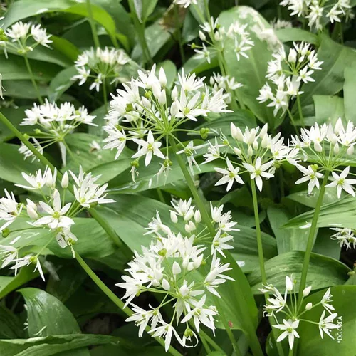 Ail Des Ours Bio. Le pot de 1 litre