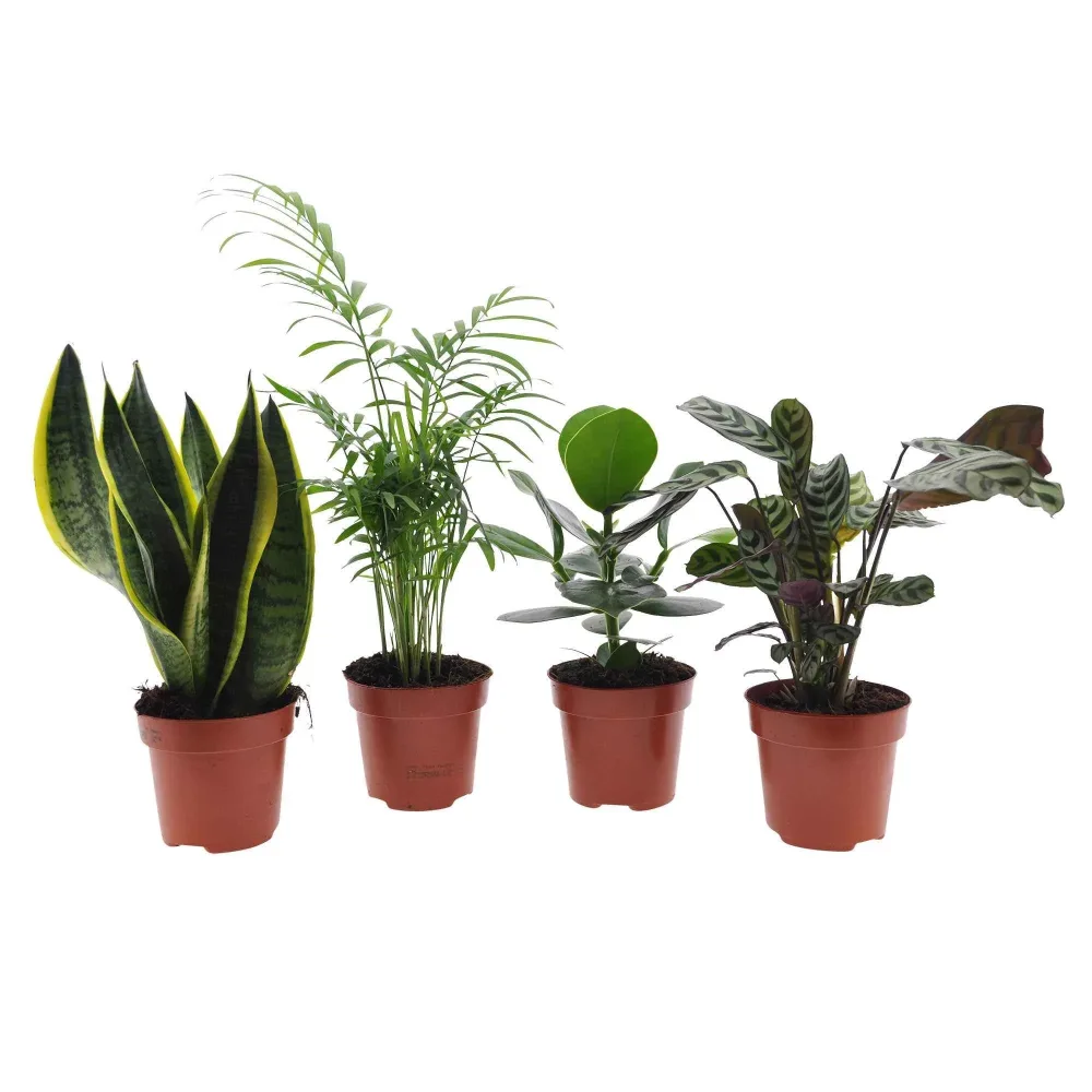 Collection de 4 plantes d'intérieur faciles clusia, chamaedorea, ctenanthe burle marxii, sansevieria