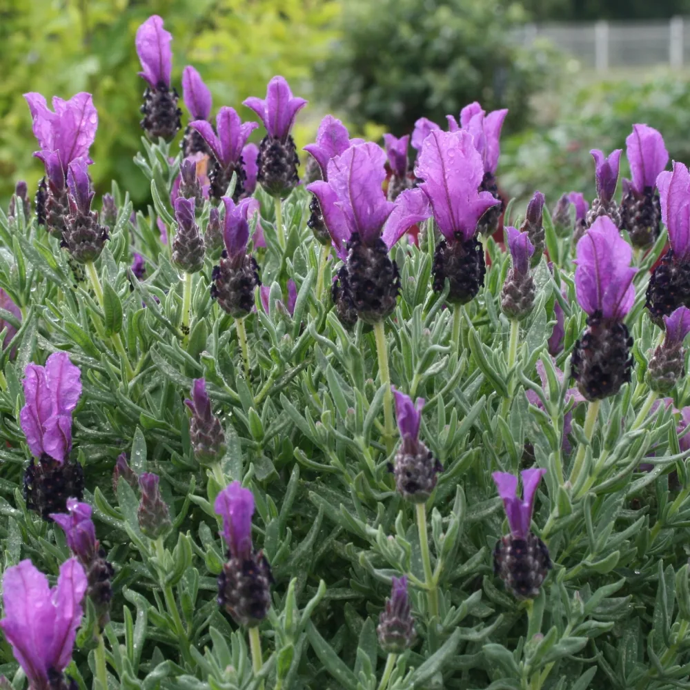 Lavande papillon MAGICAL® POSY PURPLE Lavandula stoechas magical® posy purple 'kolma pop