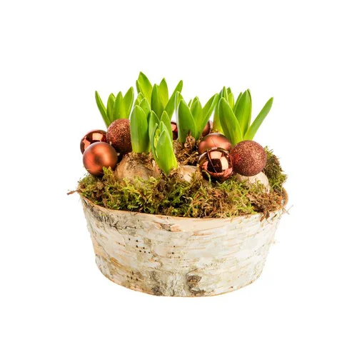 Composition de 5 jacinthes en coupe bouleau