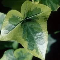 Lierre - Le pack de 6 plants