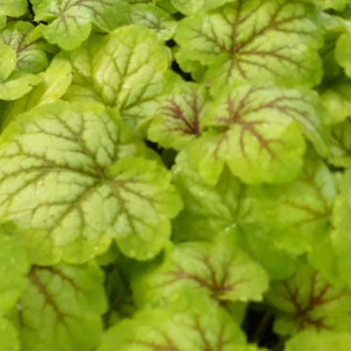 Heuchère Renoir Heuchera renoir ( master painters series )