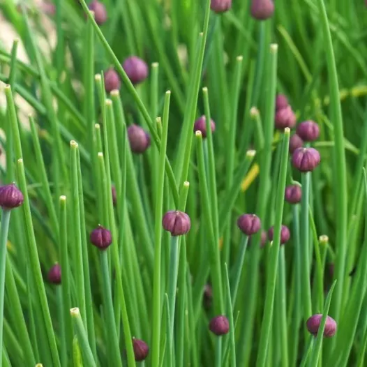 Bieslook zaden bio | Aromatische kruidenzaden