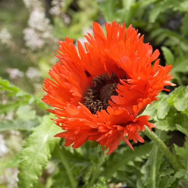 Pavot d'Orient Turkenlouis Papaver orientale türkenlouis
