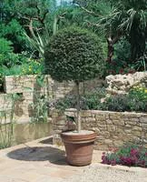 Ligustrum Jonandrum ou Troène forme spirale en pot de 12 L