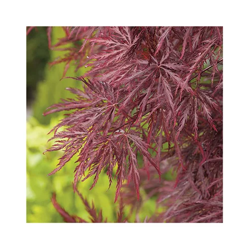 Erable du Japon (ACER PALMATUM DISSECTUM INABASHIDARE ) Le pot de 30 litres