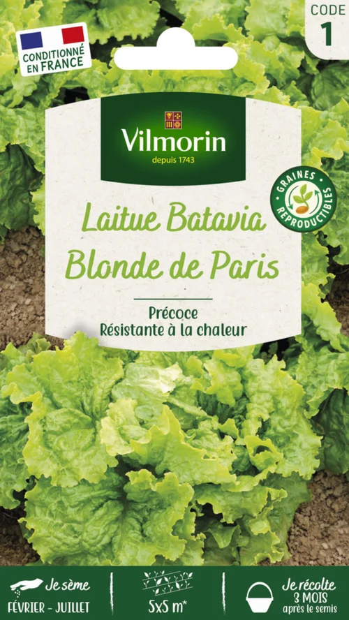 Laitue Batavia Blonde de Paris Vilmorin - graines à semer