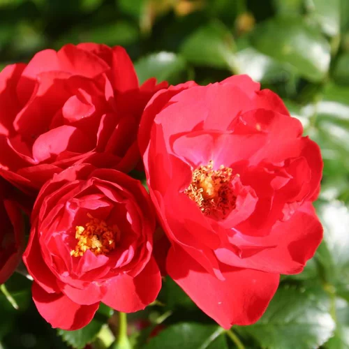 Rosier Kadora rouge – Pot bleu de 2L