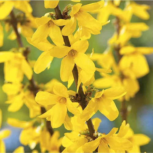 Forsythia Lynwood jaune. Le pot de 3 litres