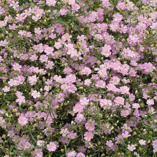 Gypsophile Nain Rose - Le pot de 9 x 9 cm