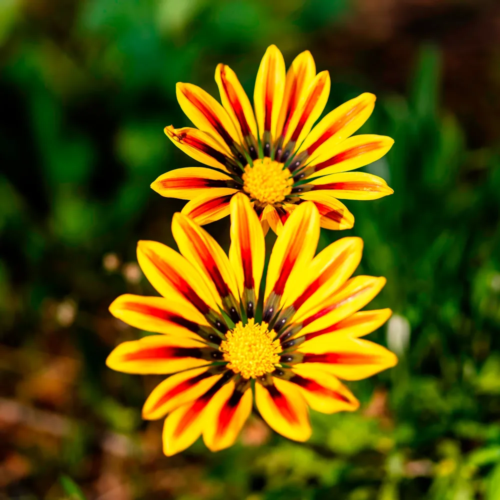 Gazania Big Kiss Yellow Flame Gazania rigens Big Kiss Yellow Flame