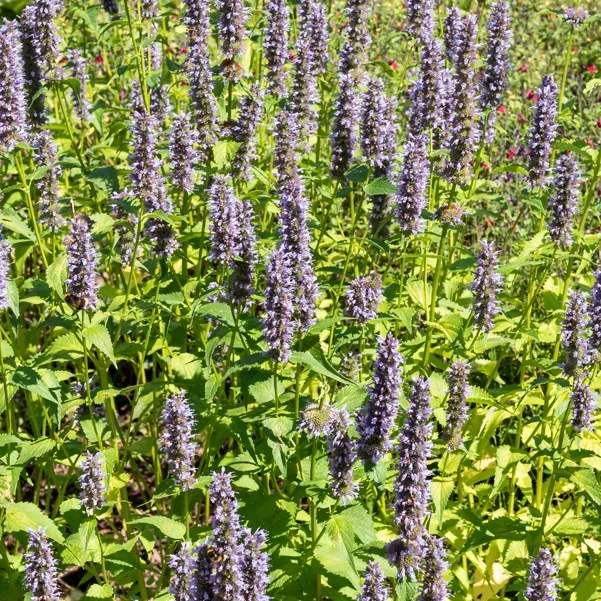 Agastache Black Adder Agastache 'black adder'