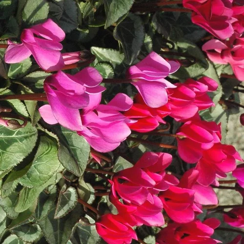 Cyclamen Mini à fleurs multicolores - Le pot Ø 10,5 cm