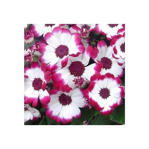 Cinéraire à fleurs - Le pot de 2,5 litres