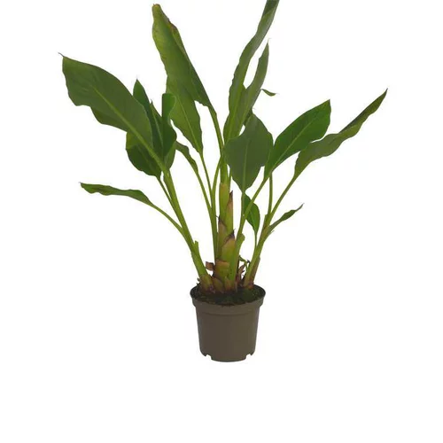 Bananier Lasiocarpa en pot de 5 litres