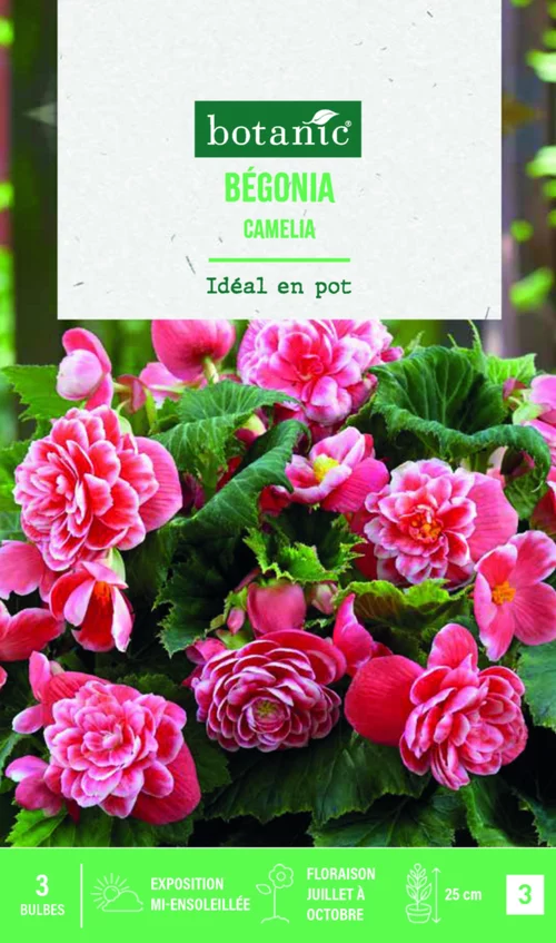 Bulbes de fleurs Bégonia double Camélia botanic® - 3 bulbes