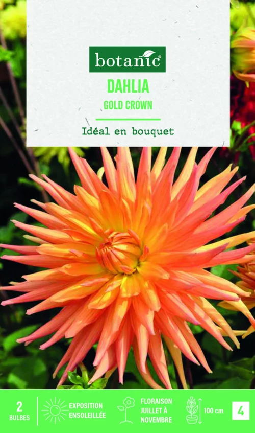 Bulbes de fleurs Dahlia semi-cactus Gold Crown botanic® - 2 bulbes
