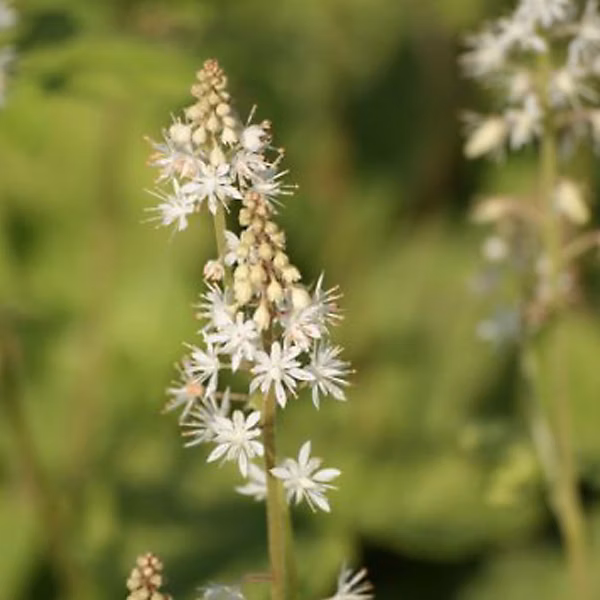 6 x Tiarelle wherryi – Tiarella wherryi | godet 9cm x 9cm
