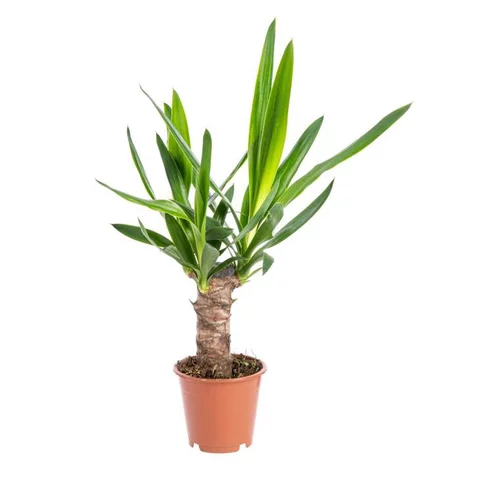 Yucca 1 pied pot Ø14xH70 cm