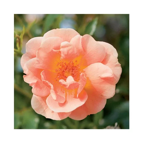 Rosier Calizia® pot 2L