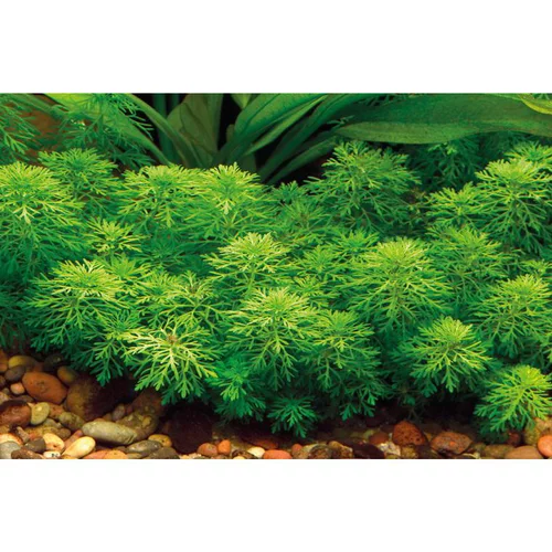 Plante aquatique Limnophila Sessiliflora en pot