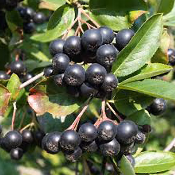 2 x Aronie à fruits noirs – Aronia melanocarpa, 40, 60 cm pot