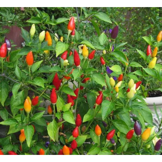 Biologische zaden van Peper Numex Twilight