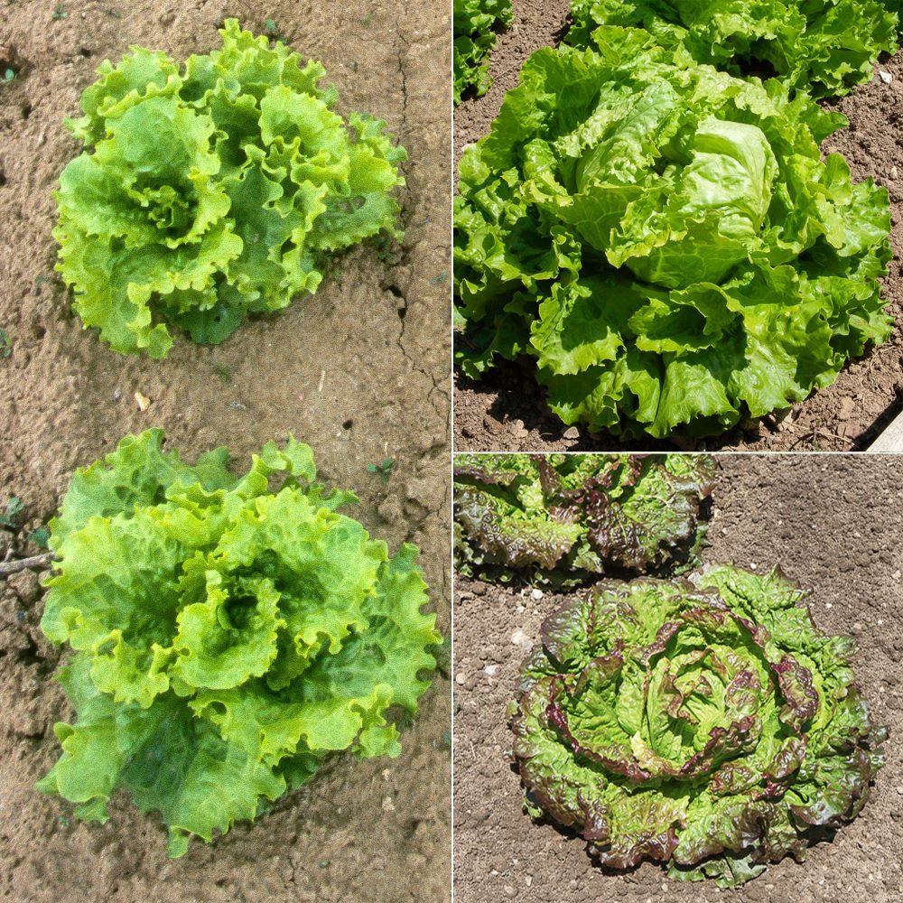 Collection de 3 salades Batavia Lactuca sativa Blonde de Paris, Rouge grenobloise, Dorée de printemps