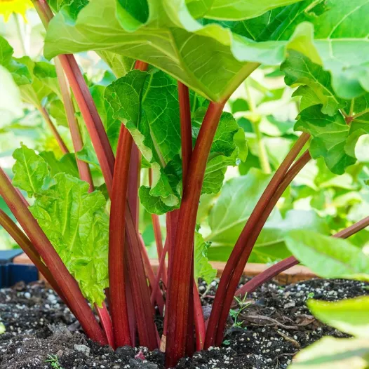Bio zaden van Rabarber Rood