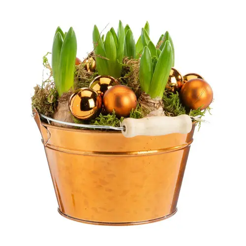 Jacinthe x 5 coupe cuivre - Ø 15 cm