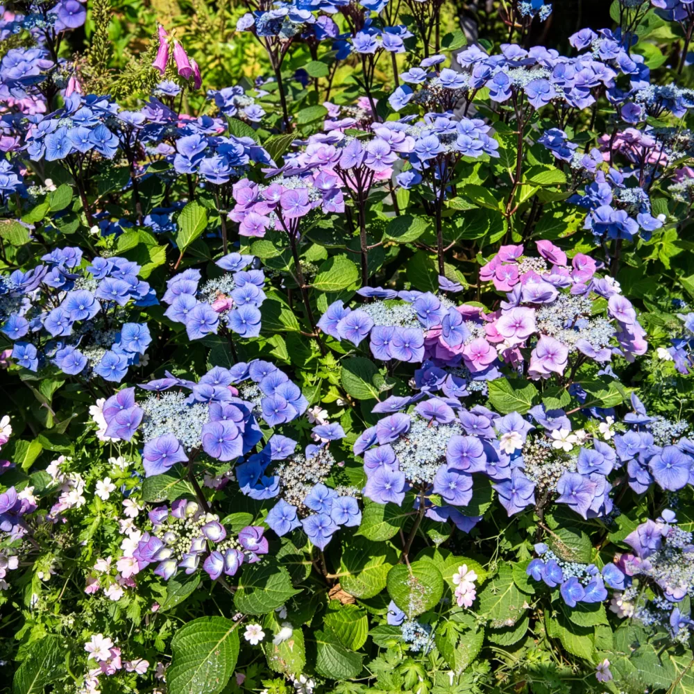 Hortensia Zorro Bleu Hydrangea Zorro