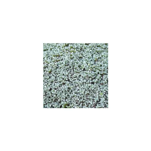 Raoulia Australis - Le pot de 1 litre