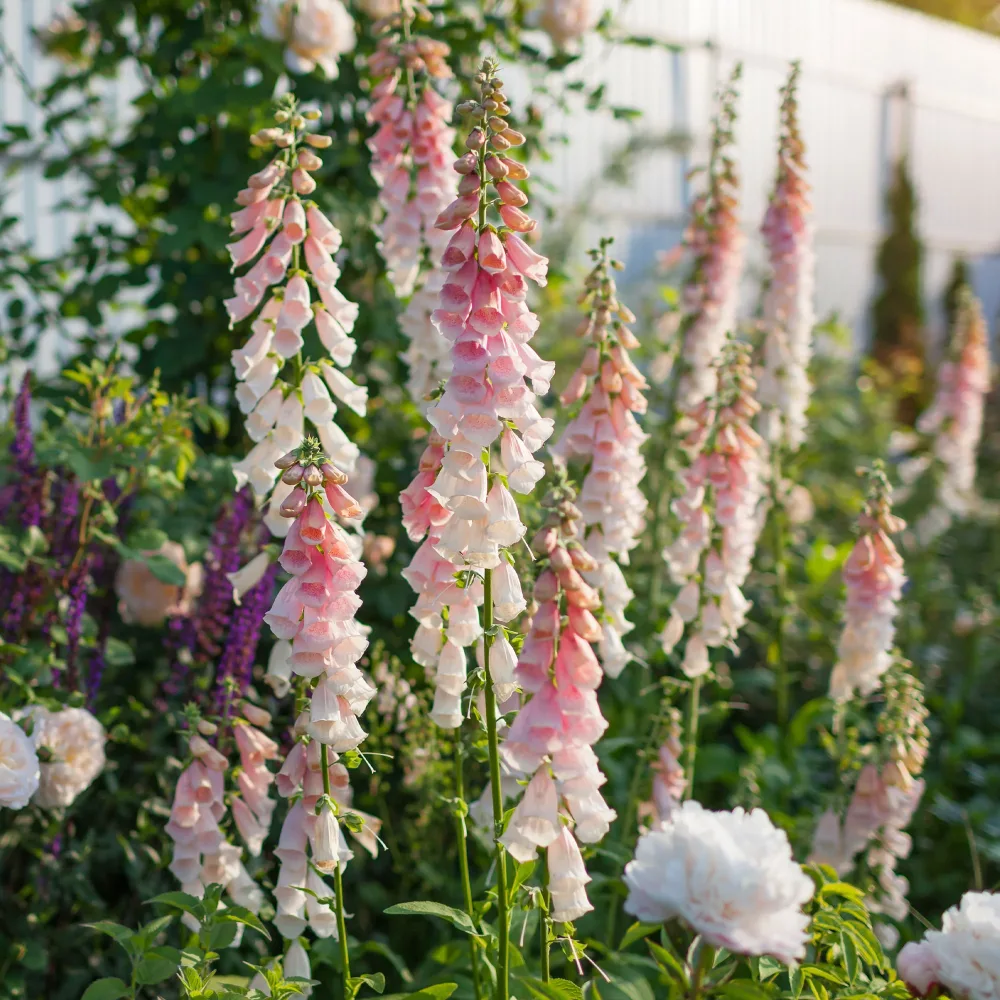 Digitale Sutton's Apricot Digitalis purpurea Sutton's Apricot