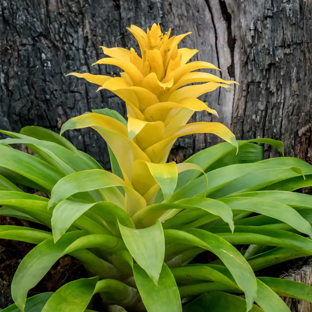 Bromelia jaune Bromeliaceae