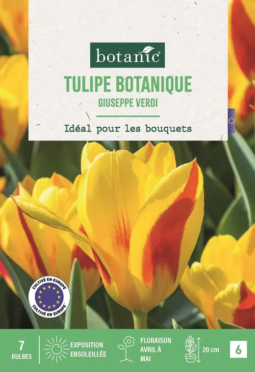 Bulbes de fleurs Tulipe kaufmanniana Giuseppe Verdi jaune et rouge botanic® - 7 bulbes