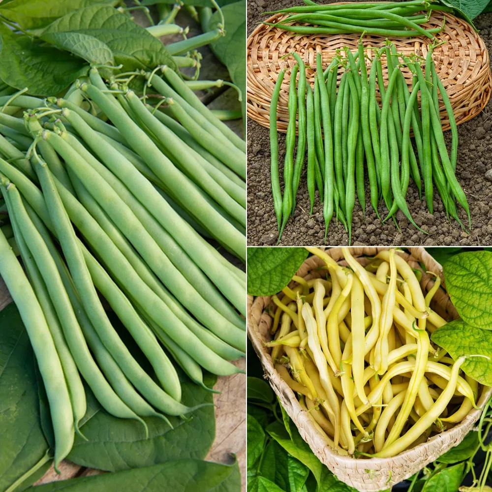 Collection d'Haricots nains Collection de 3x100g de haricots nains contender, king horn wax, ai