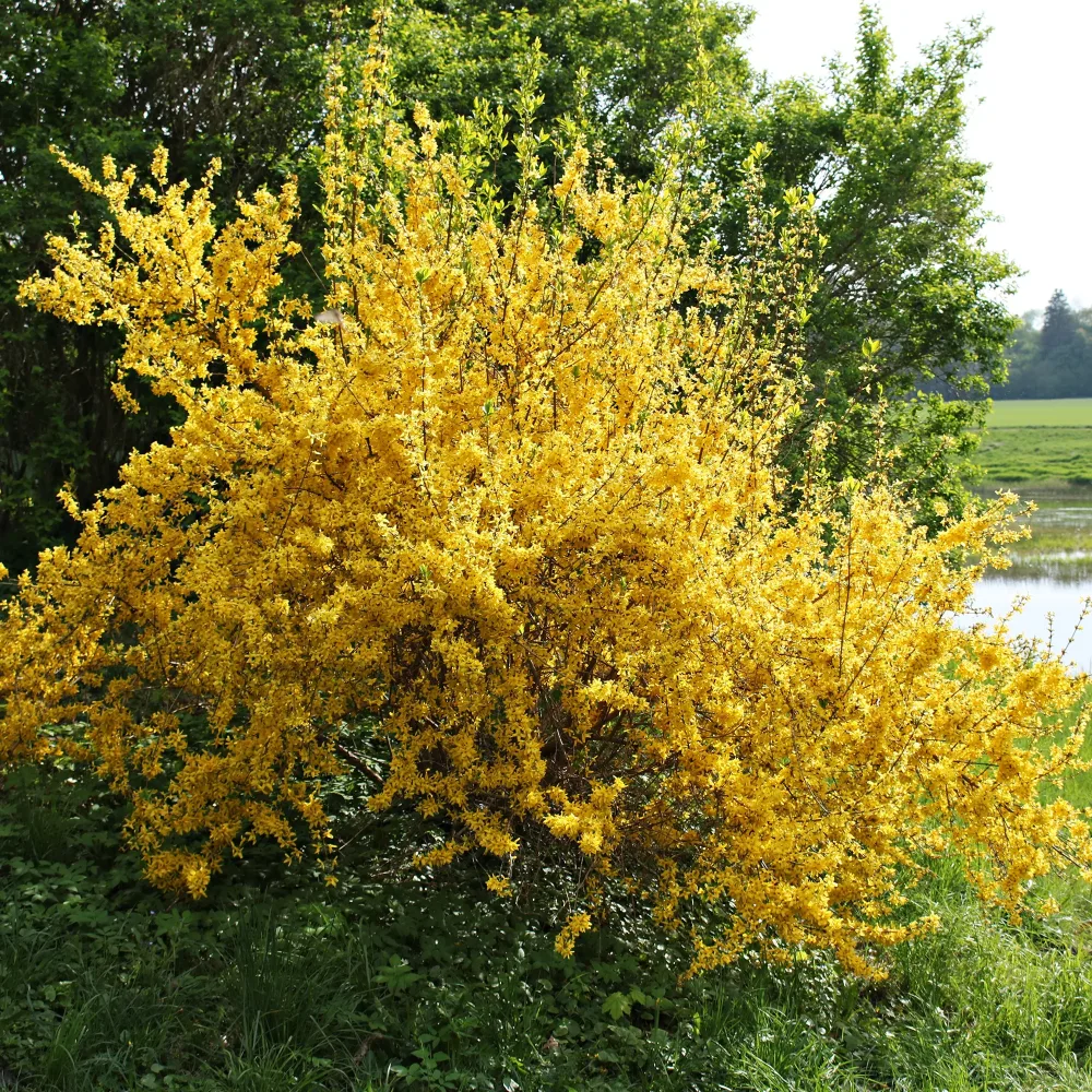 Forsythia Lynwood Gold Forsythia x intermedia Lynwood Gold