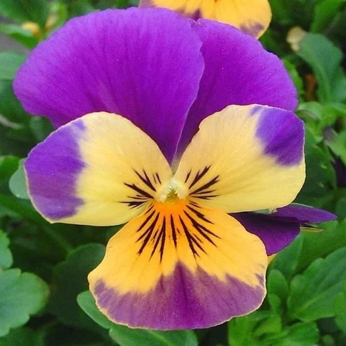 violette cornue - La coupe de Ø 23 cm