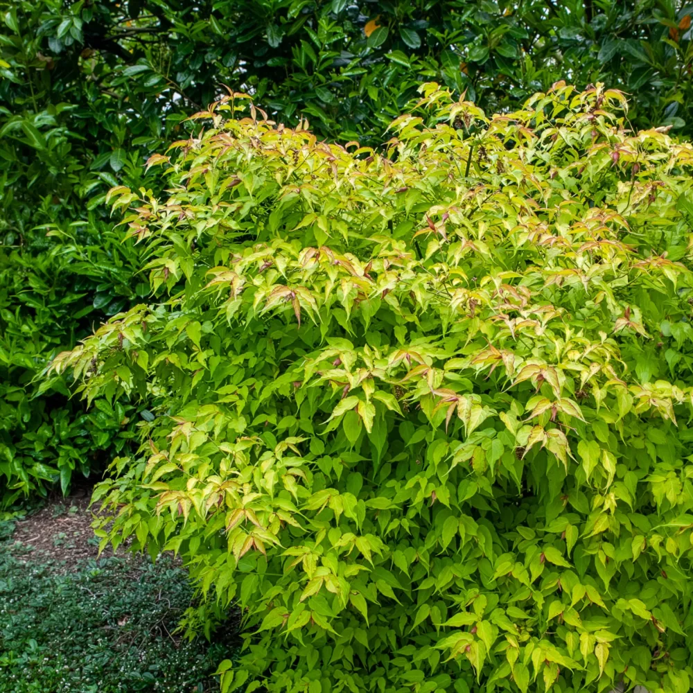 Arbre aux faisans Golden Lanterns Leycesteria formosa Golden Lanterns