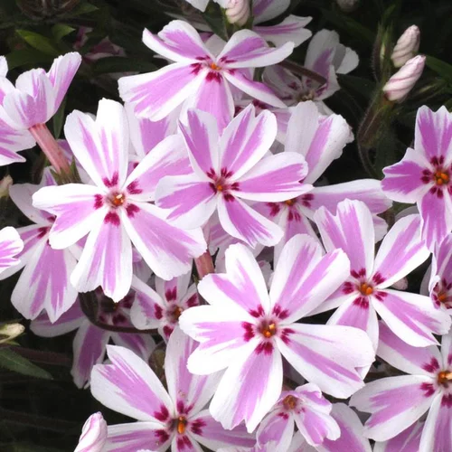 Phlox nain candy stripes rose en pot de 2 L