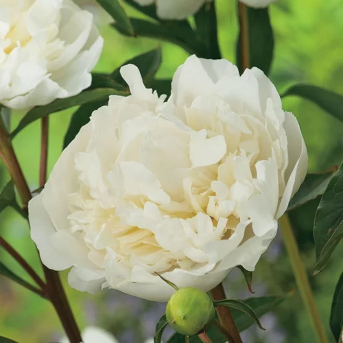 Pivoine Duchesse de Nemours - Le pot de 2 litres