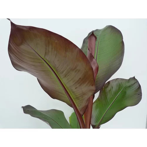 Musa Sikkimensis Red Tiger XL en pot de 16 L