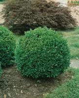 Buxus Microphylla Faulkner ou Buis ½ tige 35/40 cm en pot 15 L