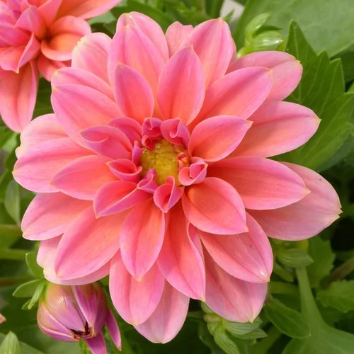 Dahlia Dalaya à fleurs multicolores. Le pot de 5 litres