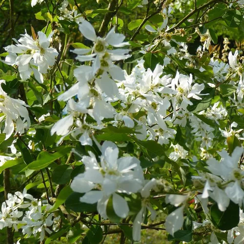 Magnolia Caduc Stellata blanc. Le pot de 15 litres