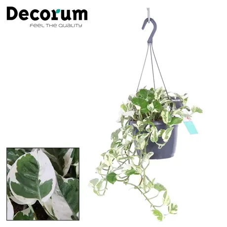 Pothos N’Joy. La suspension de Ø 18 x H 35 cm