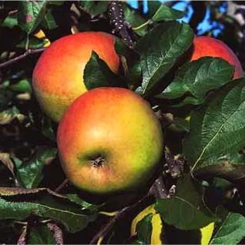 Pommier Jonagold. Le pot de 12 litres forme 1/2 tige