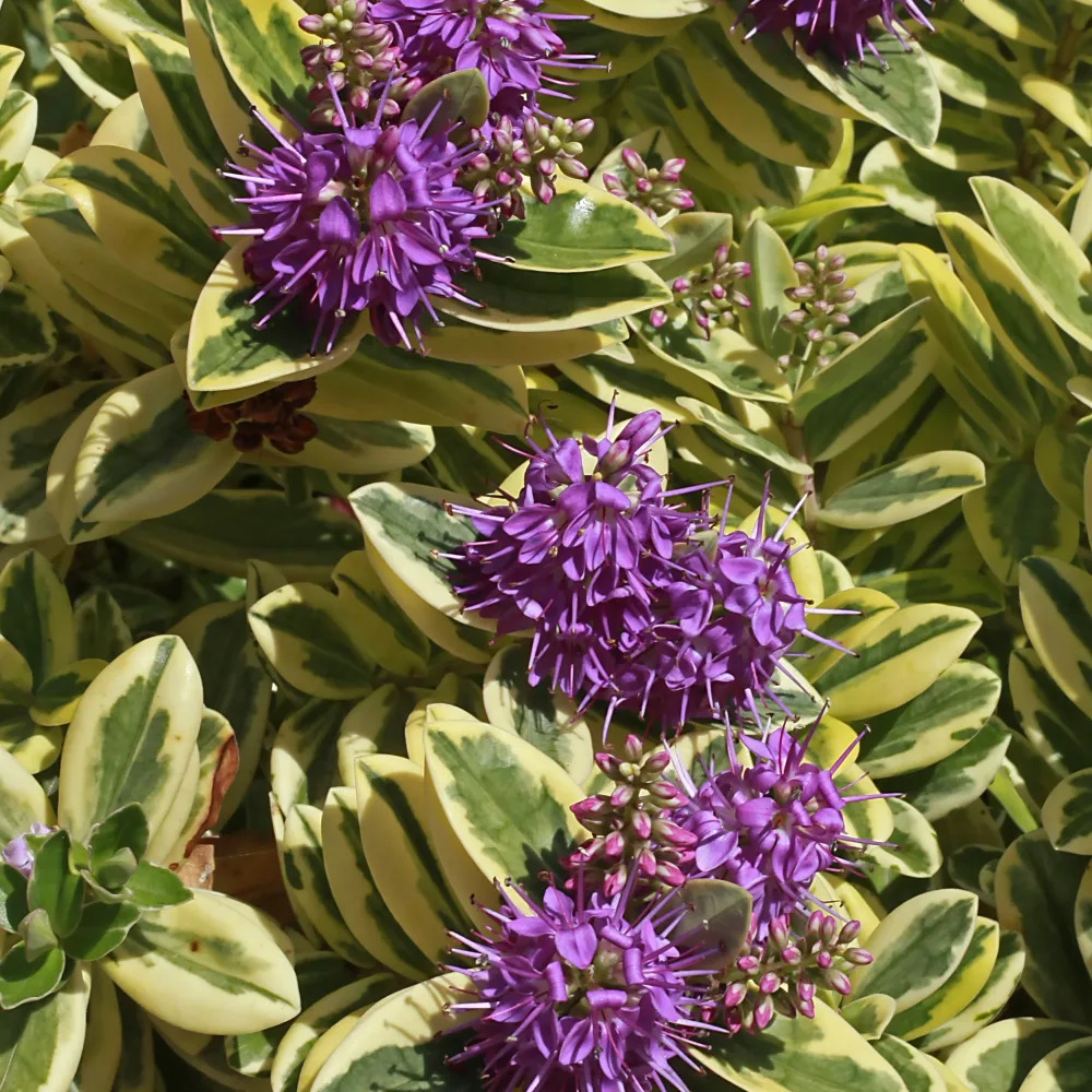 Véronique panaché Hebe speciosa 'variegata'